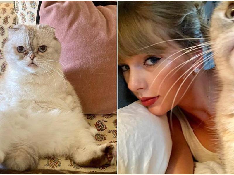 Su presencia en las redes sociales de su dueña es constante, así como en algunos videoclips de la cantante.