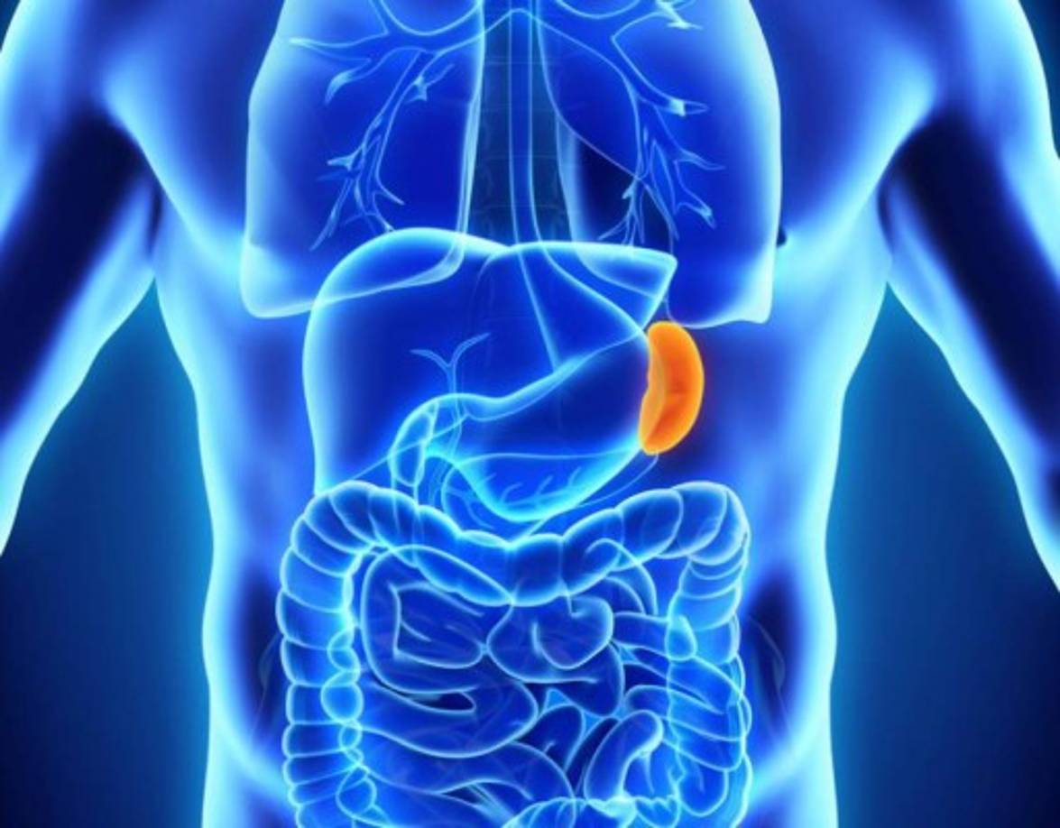 El bazo ayuda a filtrar la sangre y hospeda las células inmunes llamadas monocitos que ayudan a la curación del cuerpo después de un trauma. <br/>Si bien las personas que no lo tienen pueden llegar a ser más propensas a contraer infecciones, es un órgano del que podemos prescindir.