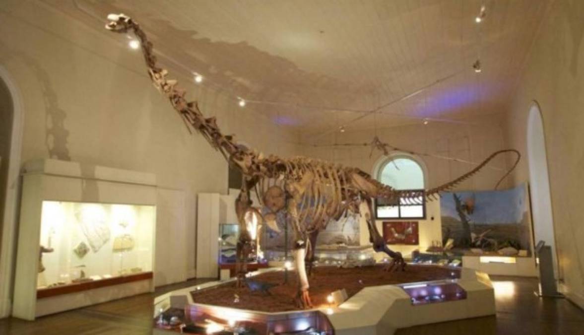 El Museo tenía una particular reputación por la riqueza de su departamento de paleontología, con más de 26,000 fósiles, entre ellos un esqueleto de dinosaurio descubierto en Minais Gerais.