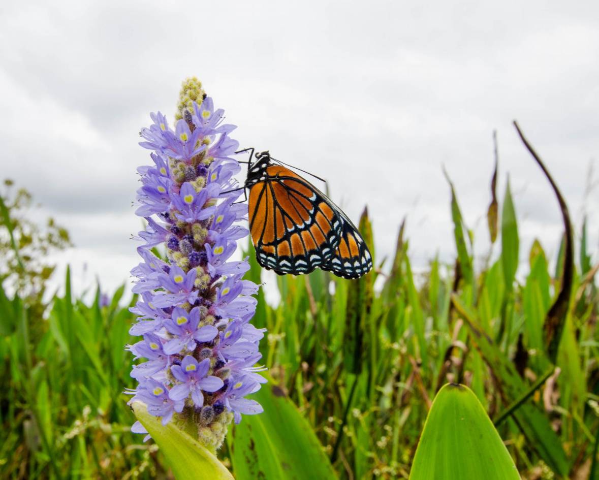 Ecologistas se apoyan en científicos ciudadanos para acelerar investigaciones