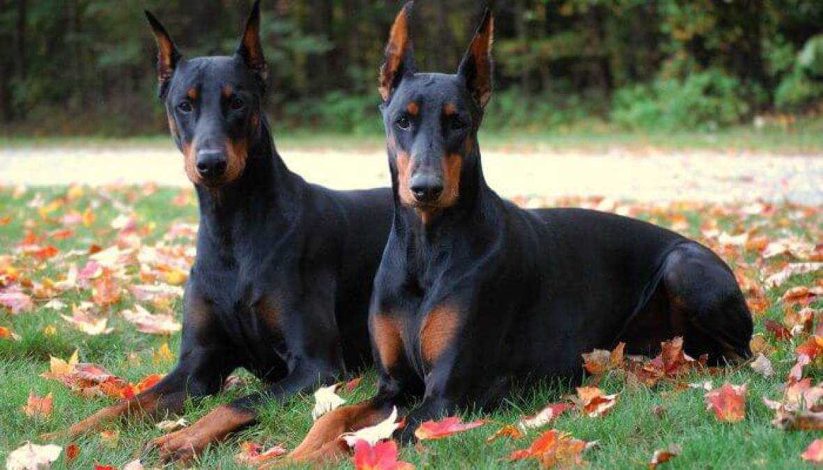 DOBERMAN: De origen alemán. Perro guardián, valiente, intrépido y protector, por lo que suele formar parte de cuerpos policiales y militares. Con una educación adecuada y actividad y entretenimiento, puede ser un perro tranquilo y manso. 