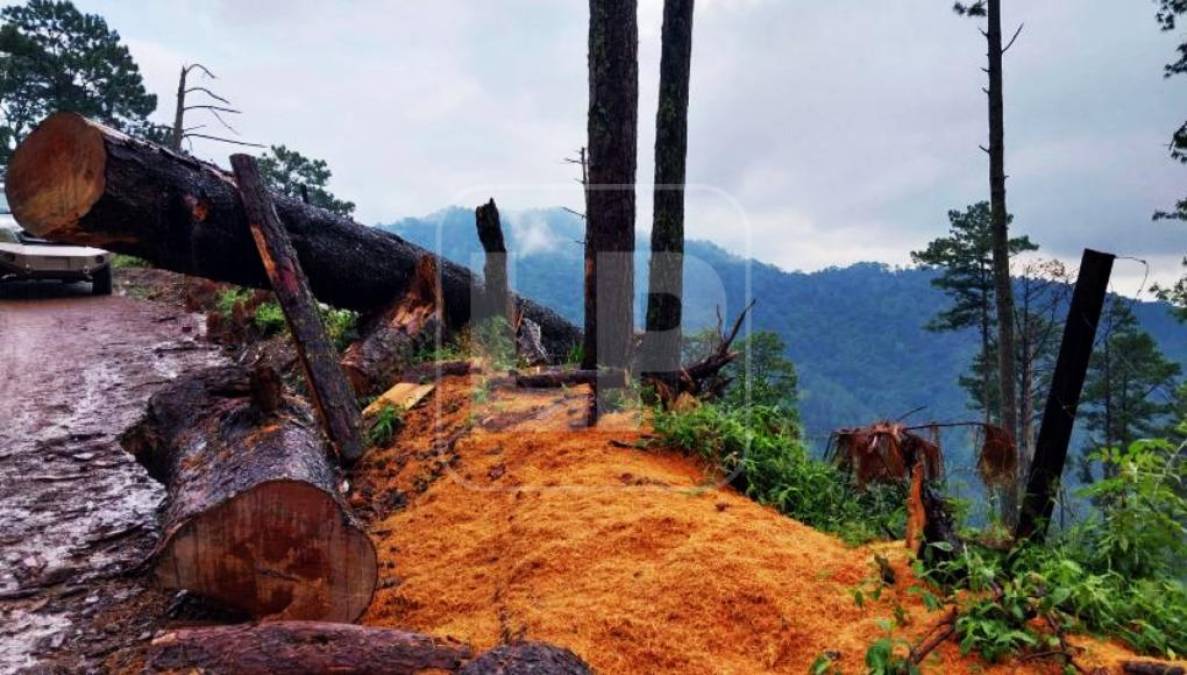 ¡Están destrozando El Merendón! Las tristes imágenes de la destrucción en el “pulmón” del valle de Sula