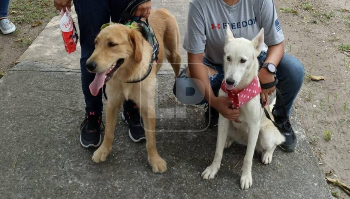 Es en alusión a que el carácter de los perros se condiciona a su entorno y si se educan son buena compañía sin riesgo de incidentes.