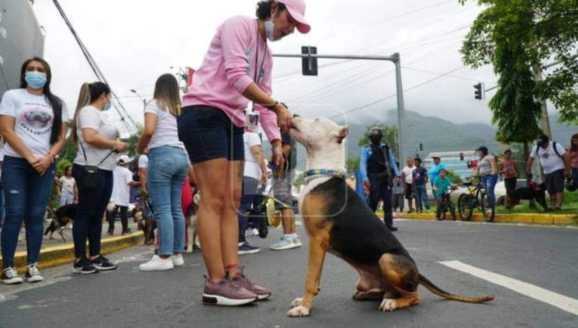 “Estos perros requieren cuidados, ejercicio, entrenamiento, no los debe tener alguien que los tenga amarrados en un patio o con otros fines negativos. No los podemos satanizar ni santificar” comentó. 