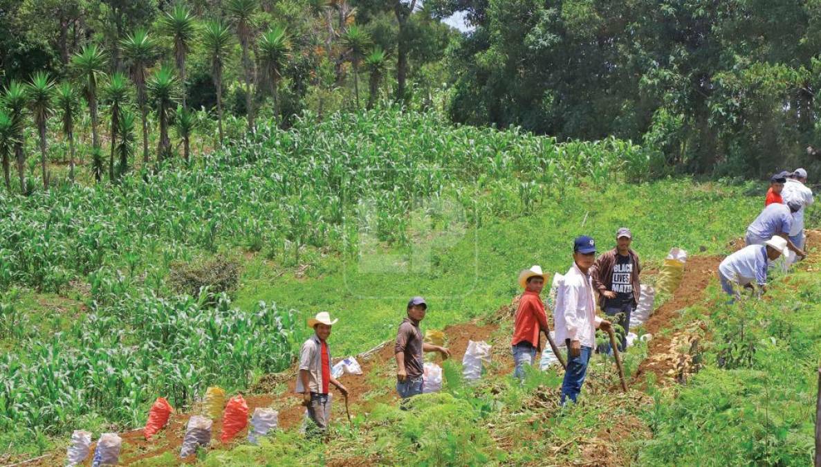  La principal actividad es la agricultura y en menor escala el café, la ganadería y construcción. Son pocas las personas que trabajan en cargos del Estado y muchas han optado por emprender ante la falta de oportunidades. Quienes laboran en puestos públicos devengan entre 5,000 a 10,000 lempiras, parte de los emprendedores subsisten con ganancias aproximadas de 15,000 lempiras mensuales y lo más duro lo vive el jornalero, cuyo salario diario oscila entre apenas 100 y 250 lempiras.