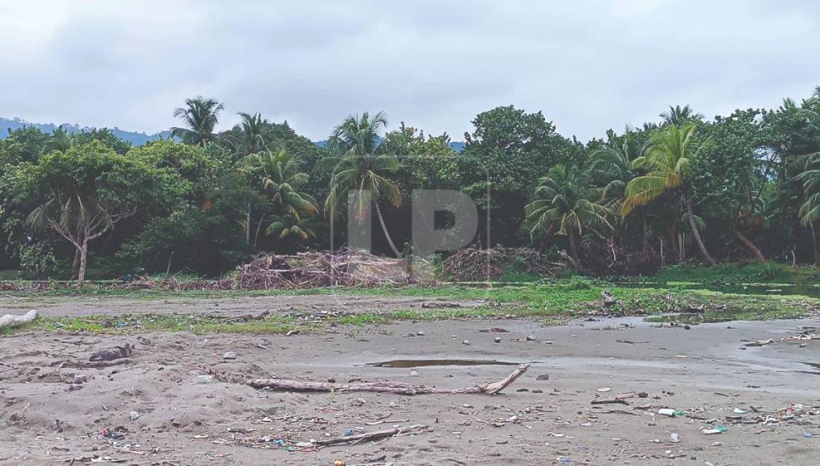 Ángel Francisco Banegas, director de la UMA de Omoa, le informó a Diario LA PRENSA que “hay una afectación ambiental en un área, en estero Prieto”. Según el funcionario, “es una situación delicada ambientalmente”.