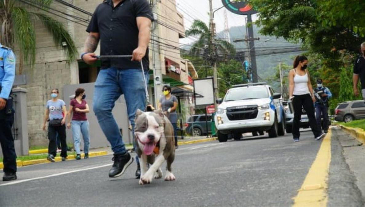 En la marcha sampedranos han traído perritos de otras razas en apoyo como huskies siberianos, labradores y hasta mestizos conocidos coloquialmente como aguacateros.