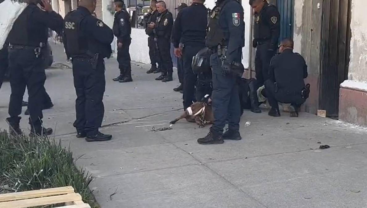 Tras esta acción, dos mujeres salieron del domicilio con un perro pitbull y lo lanzaron en contra de la oficial. El perro mordió la pierna de la mujer policía, causándole una herida, por lo que también las mujeres fueron detenidas, además de que se les decomisó aparente marihuana.