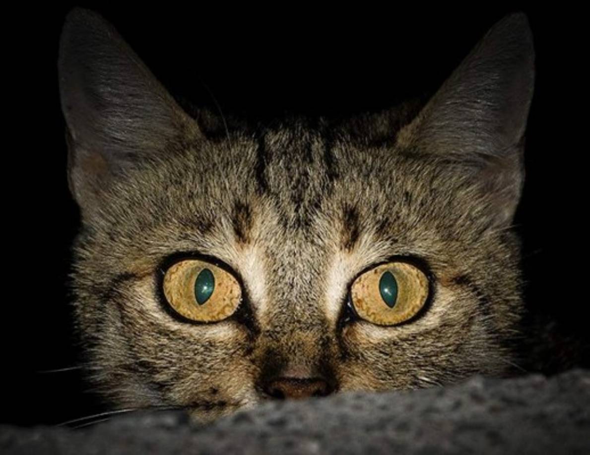 Los gatos pueden ver en la oscuridad► ¿Recuerdas cómo brillan los ojos de los gatos en la oscuridad? En realidad, reflejan la luz, lo cual les permite ver mejor de noche.