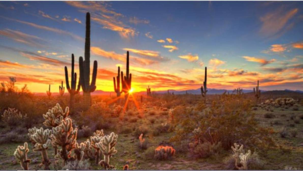 El desierto de Sonora, a veces también llamado desierto de Gila por el río Gila, es un desierto localizado en América del Norte cuya extensión es compartida entre dos países.