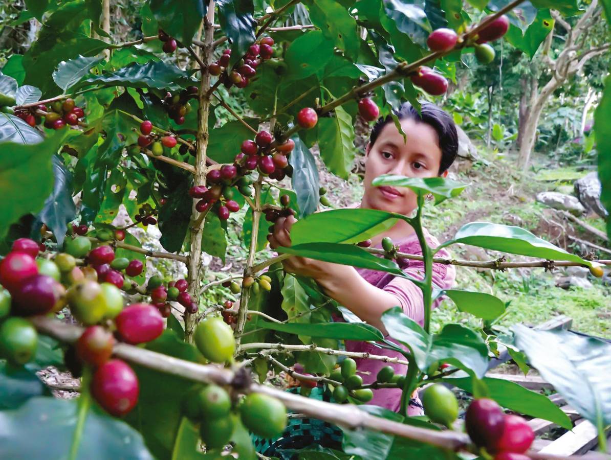 Retraso en embarques afecta rubro del café