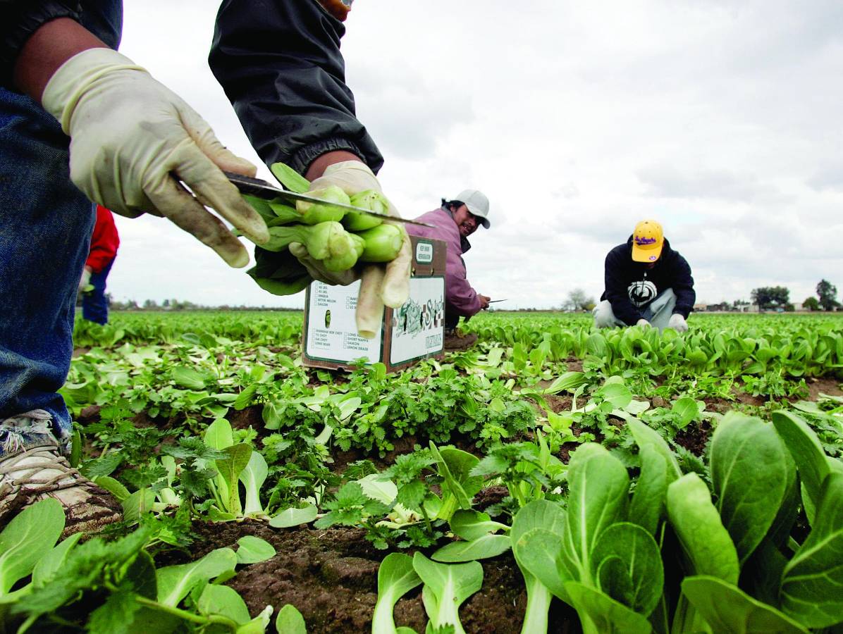 En Estados Unidos, los emigrantes de Honduras, junto con los del resto de Centroamérica, trabajan en el sector de la construcción, agricultura, fontanería y otras áreas de servicios.