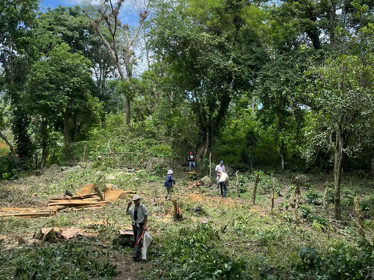Fiscalía investiga tala ilegal de árboles en Santa Rosa de Copán