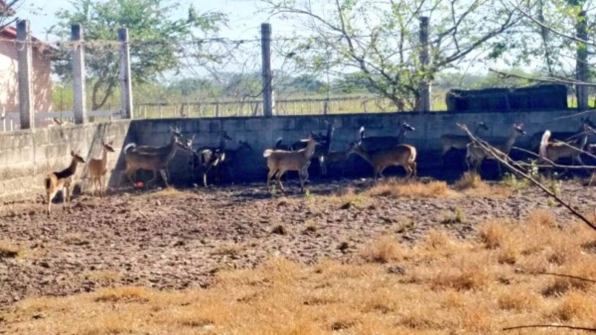 "El venado de cola blanca, ciervo de cola blanca, ciervo de Virginia, venado de Virginia o venado gris es una especie de mamífero artiodáctilo de la familia de los cérvidos que se encuentra en diferentes tipos de bosques de América."