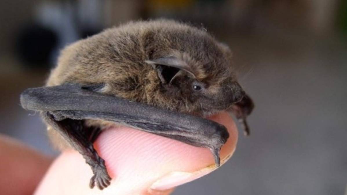 Numerosos medios a nivel mundial y local vincularon el consumo de una sopa de murciélago con el nuevo brote de Coronavirus. Investigadores científicos que están estudiando el tema señalan que esta versión no está suficientemente respaldada.