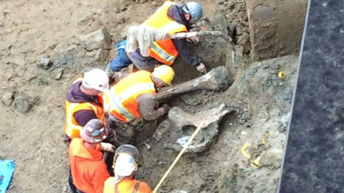 Estadio nuevo de Oregon State - Restos óseos prehistóricos que se creen pertenecieron a un mamut fueron descubiertos durante la construcción del estadio de fútbol americano de Oregon State, de acuerdo a un reporte publicado por el Corvallis Gazette-Times.
