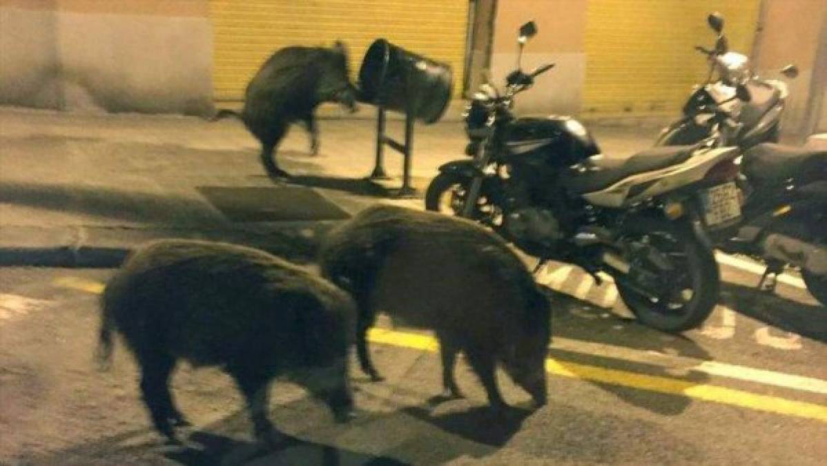 Los jabalíes que fueron avistados en calles de Roma, en Italia, uno de los países más afectados por el coronavirus.