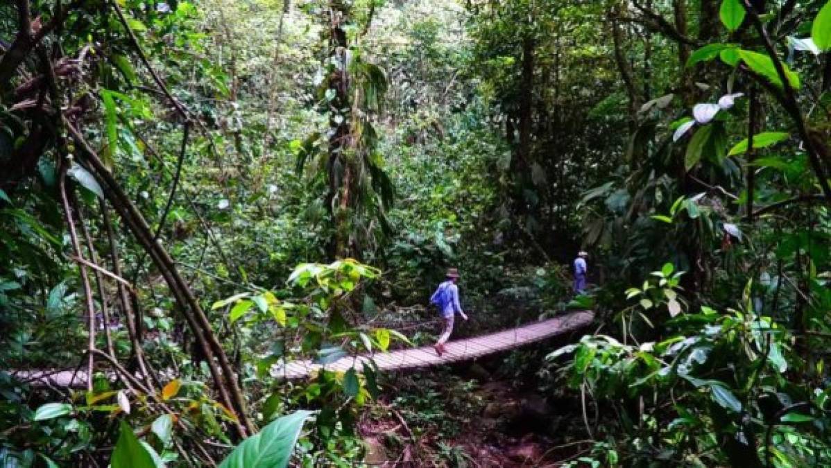 2. El Parque Nacional Cerro Azul Meámbar, mejor conocido como Panacam, es otro de los destinos imperdibles en el Distrito Turístico Joya de Los Lagos.