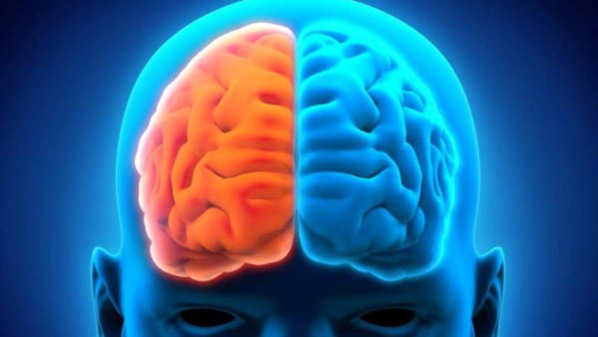 7. Cerebro. También se ha encontrado que los zurdos acceden fácil a los dos lados del cerebro, algo que no sucede en los derechos. Esto significa que la creatividad es mucho mayor en ellos. También se ha demostrado que hay más personas zurdas cuyo IQ es de más de 140.