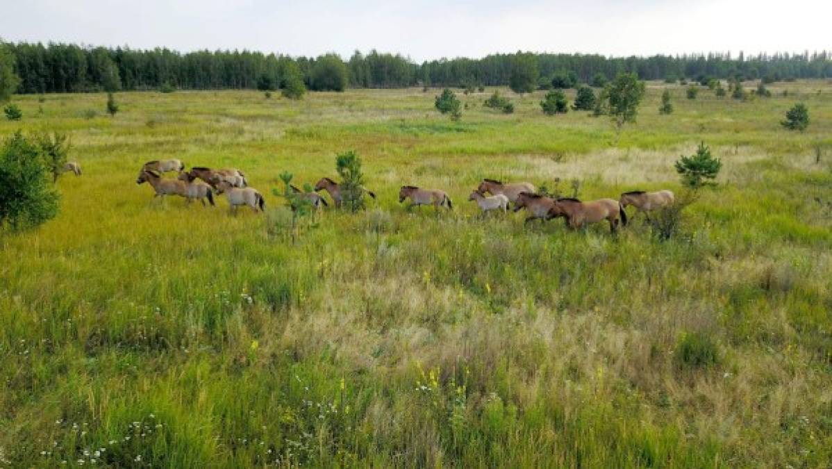 La ausencia casi total de actividad humana en la zona permitió que proliferaran la flora y la fauna. Así, se pueden encontrar linces, alces, pigargos de cola blanca e incluso osos, así como decenas de lobos.