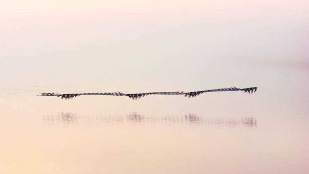 Más de alguna vez, pudiste observar una bandada de pájaros en el cielo, esos movimientos sincronizados en un recuadro por segundo, nos permitiría ver lo que Xavi puede plasmar en sus fotos.