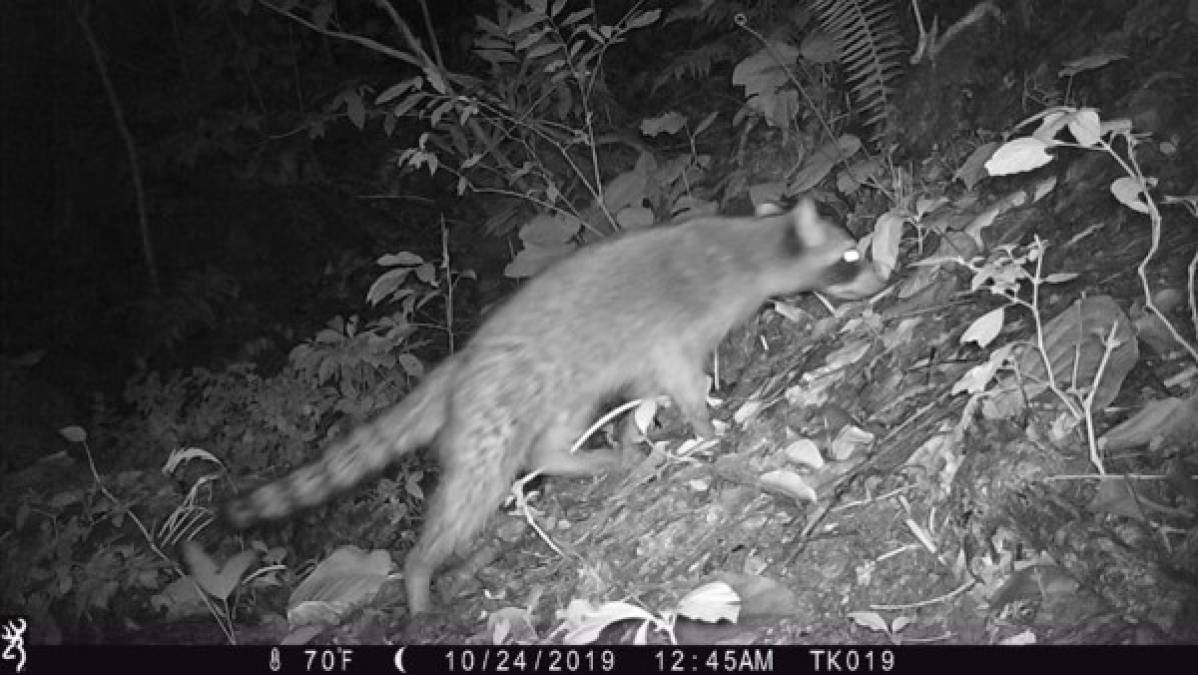 La Municipalidad de El Progreso a través de la Gerencia Municipal Ambiental, con el apoyo de la Fundación Panthera instalaron cámaras para realizar este importante hallazgo.