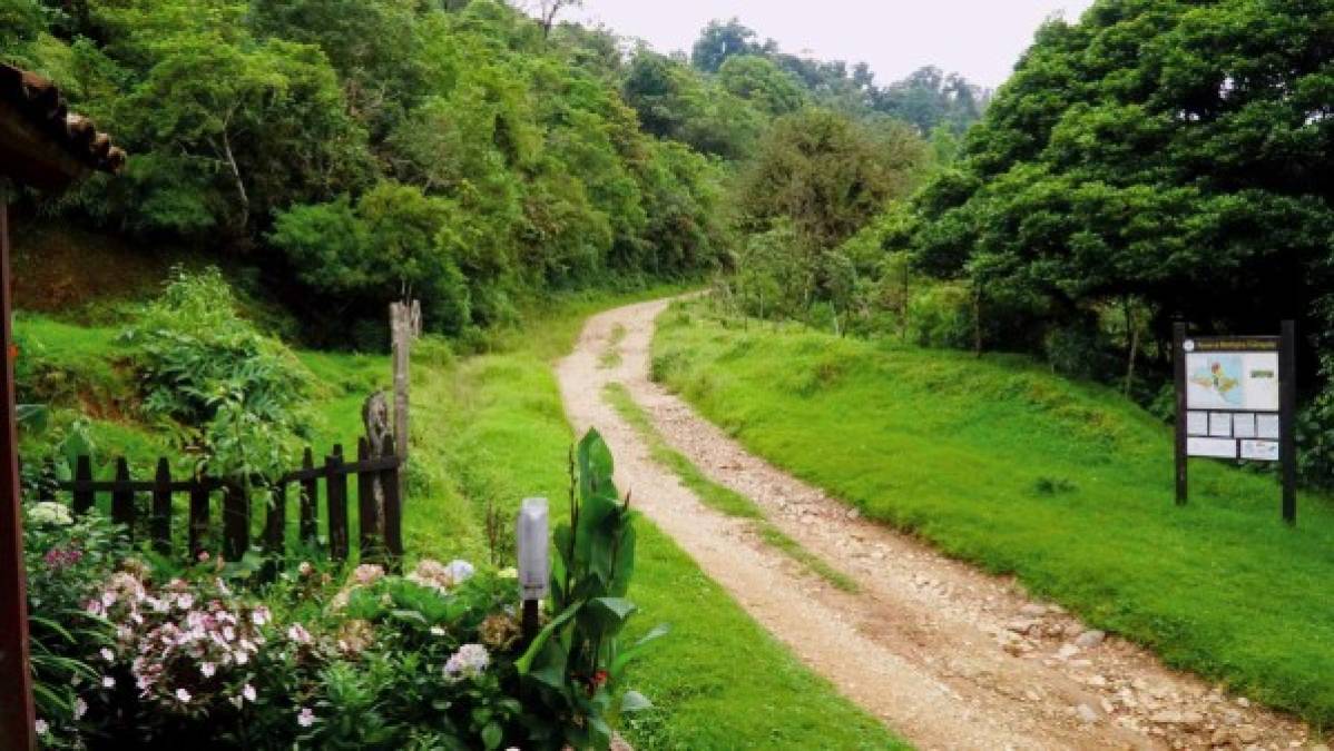 Localizada a 90 km de Santa Rosa de Copán se esconde uno de los tesoros naturales hondureños por descubrir: Reserva biológica Güisayote, un lugar único con maravillas naturales intactas. Debe saber que Güisayote es un nombre indígena que se refiere a la abundancia de un alimento: el ayote. Esta reserva es de las más frías del país, con paisajes únicos.