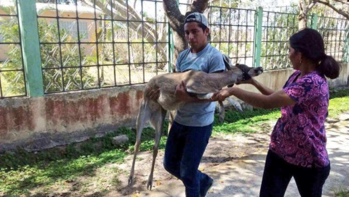 "Durante la Operación Artemisa la Fiscalía de Comayagua recuperó 17 venados cola blanca en la Villa de San Antonio."