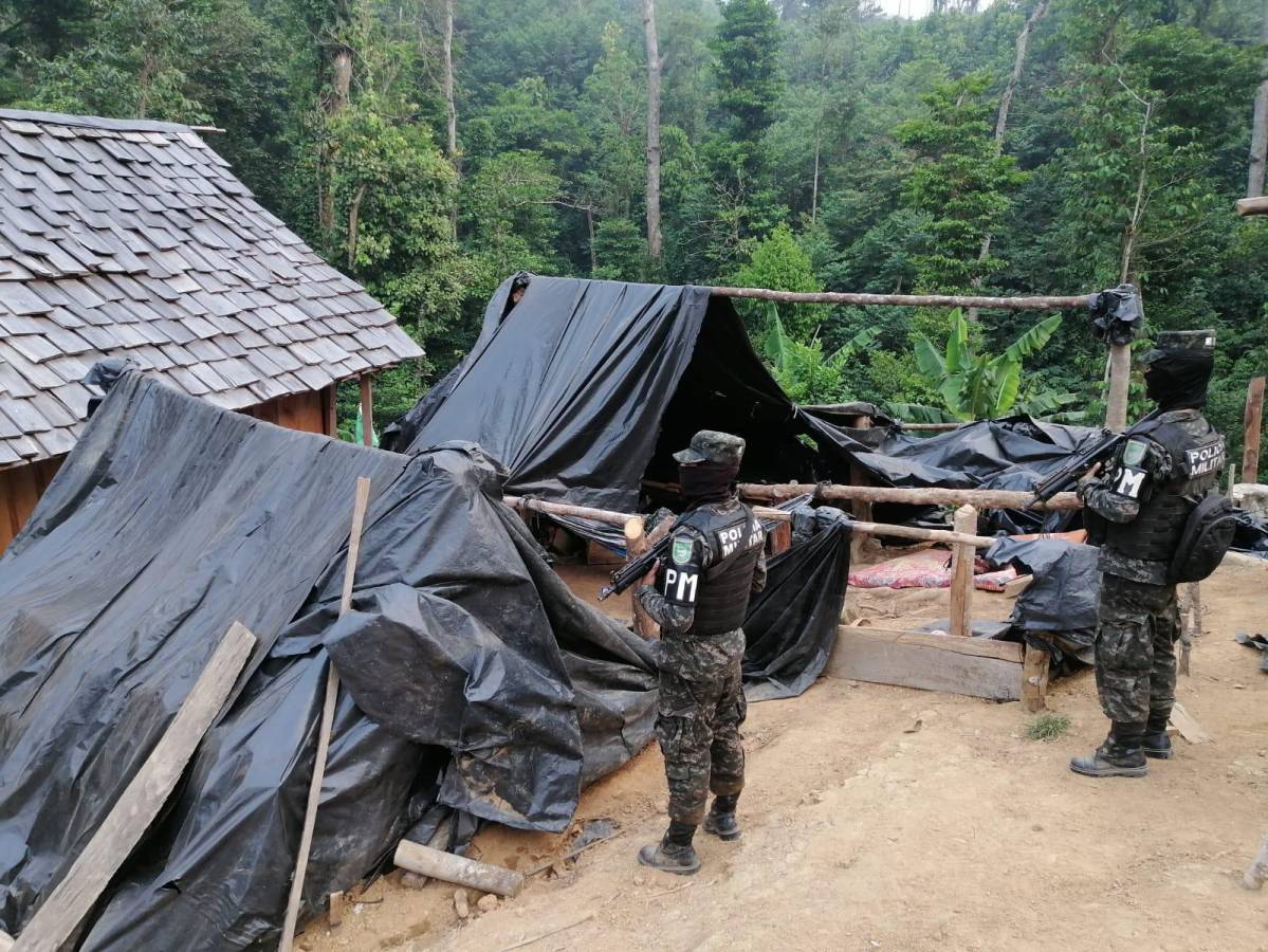 Decomisan 120 mil plantas de hoja de coca en La Masica