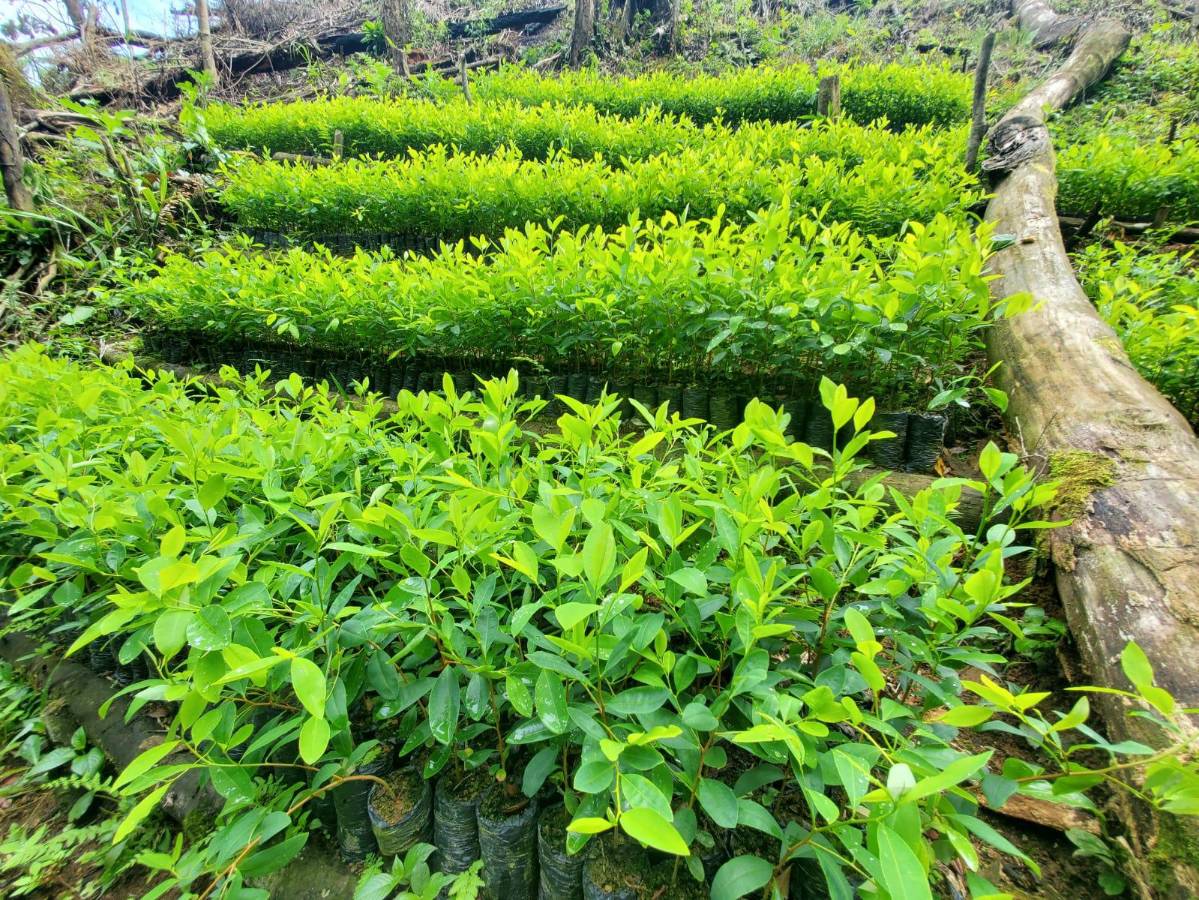 Las plantas eran alrededor de 9,000, según la DNPA.