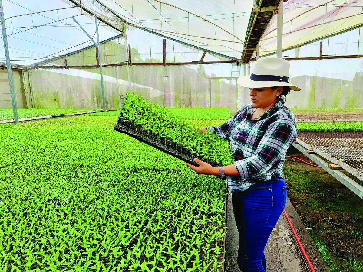 Sube la importación de hortalizas y hasta de bananos de Guatemala