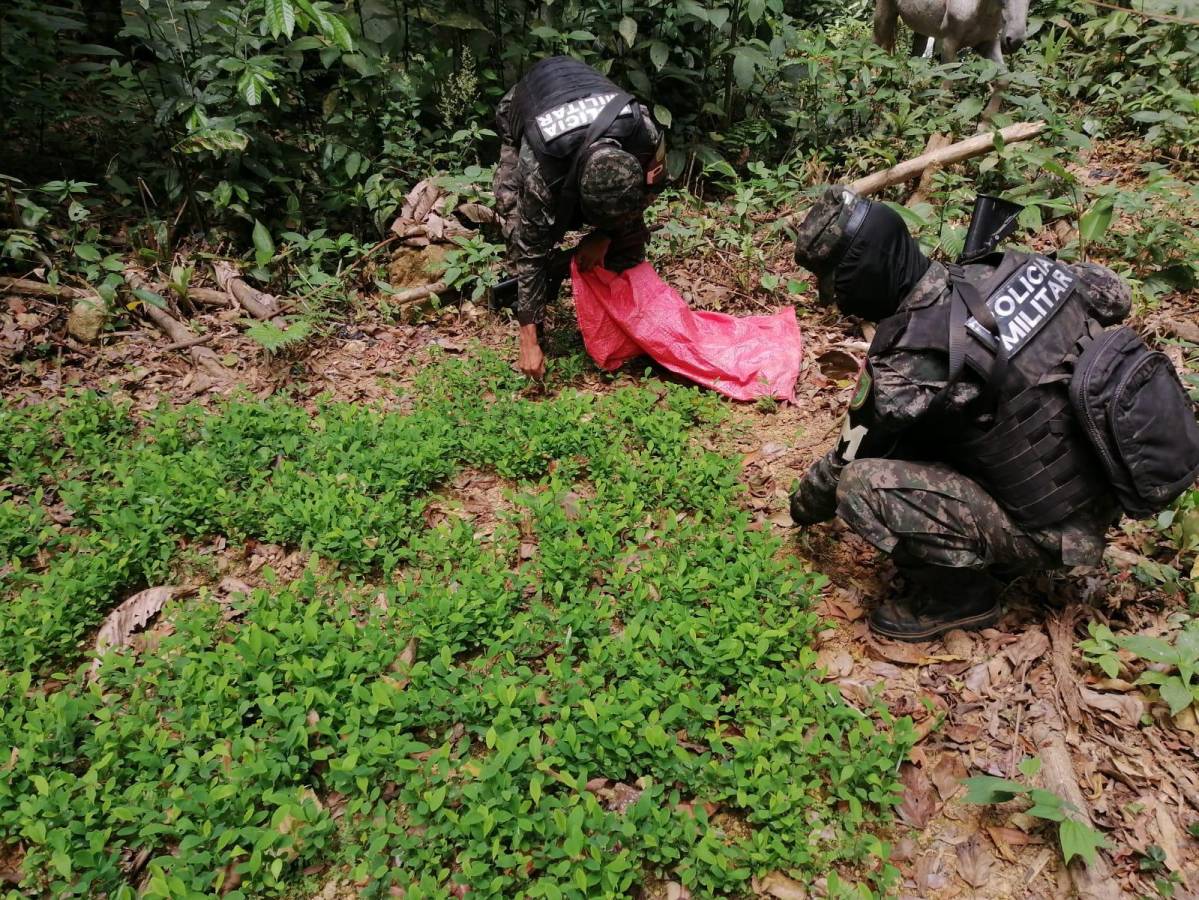 Parte de las plantas encontradas por policías militares.