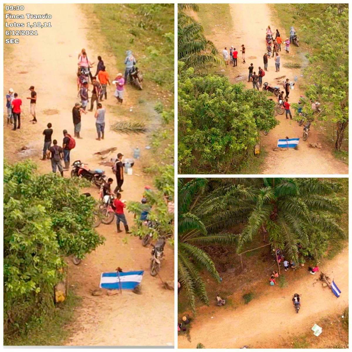 Piden al Gobierno desalojar a invasores de fincas de palma