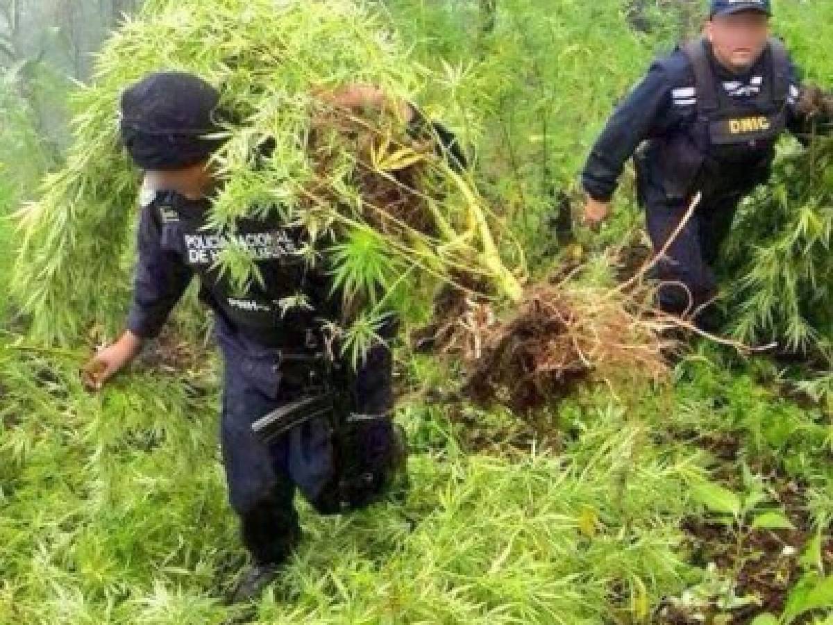 En El Paraíso decomisan 5,000 plantas de marihuana - Diario La Prensa