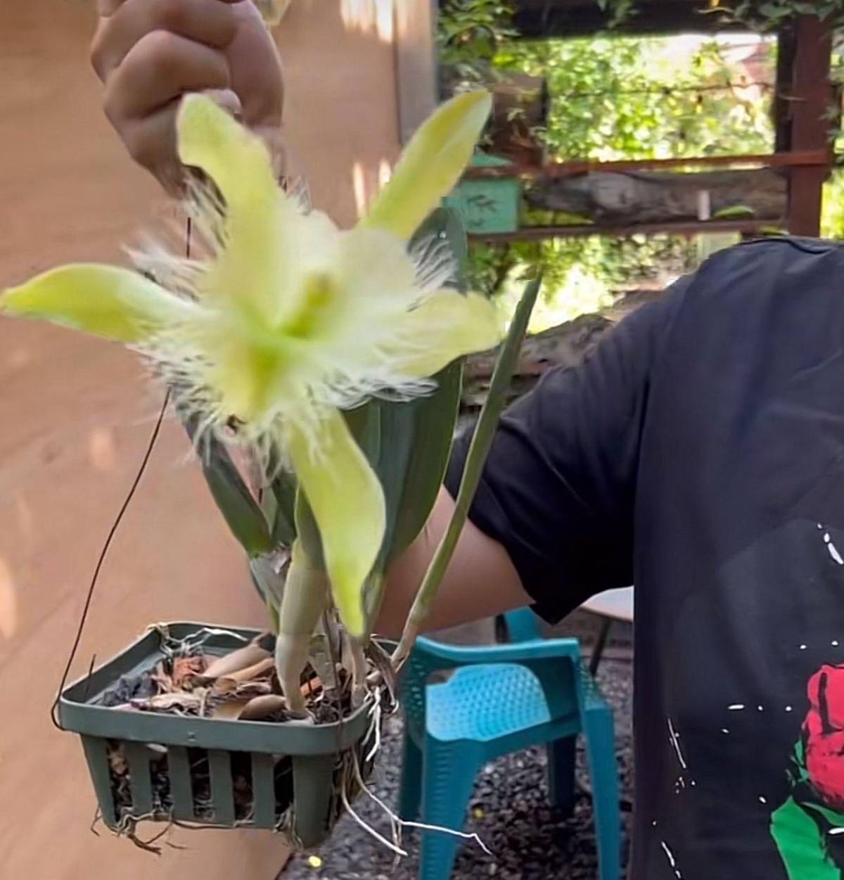 Dos orquídeas florecieron este mes de septiembre y hondureño invita a conocerlas