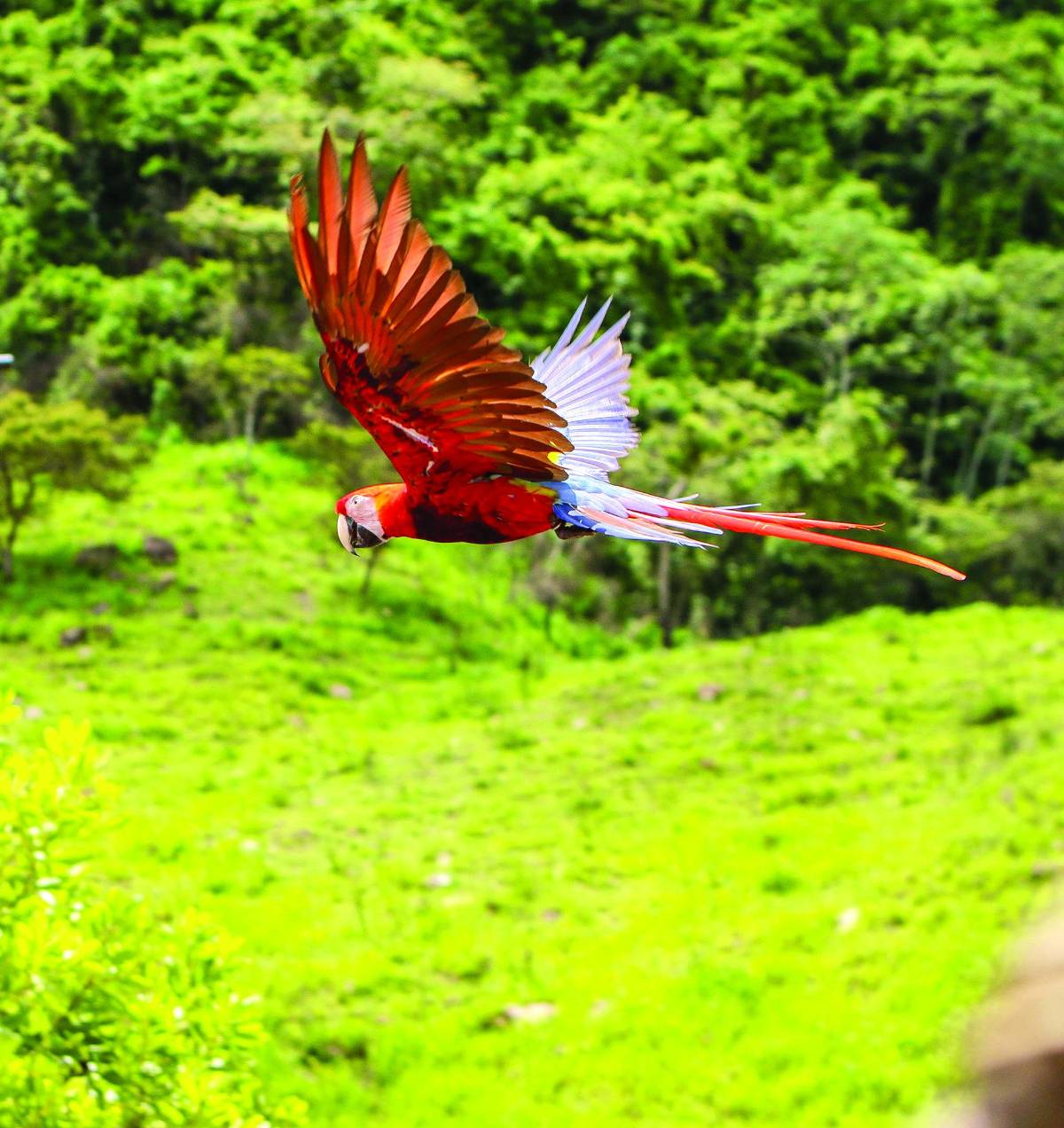El Guacamaya Fest 2022 culmina con éxito al liberar ocho guaras rojas