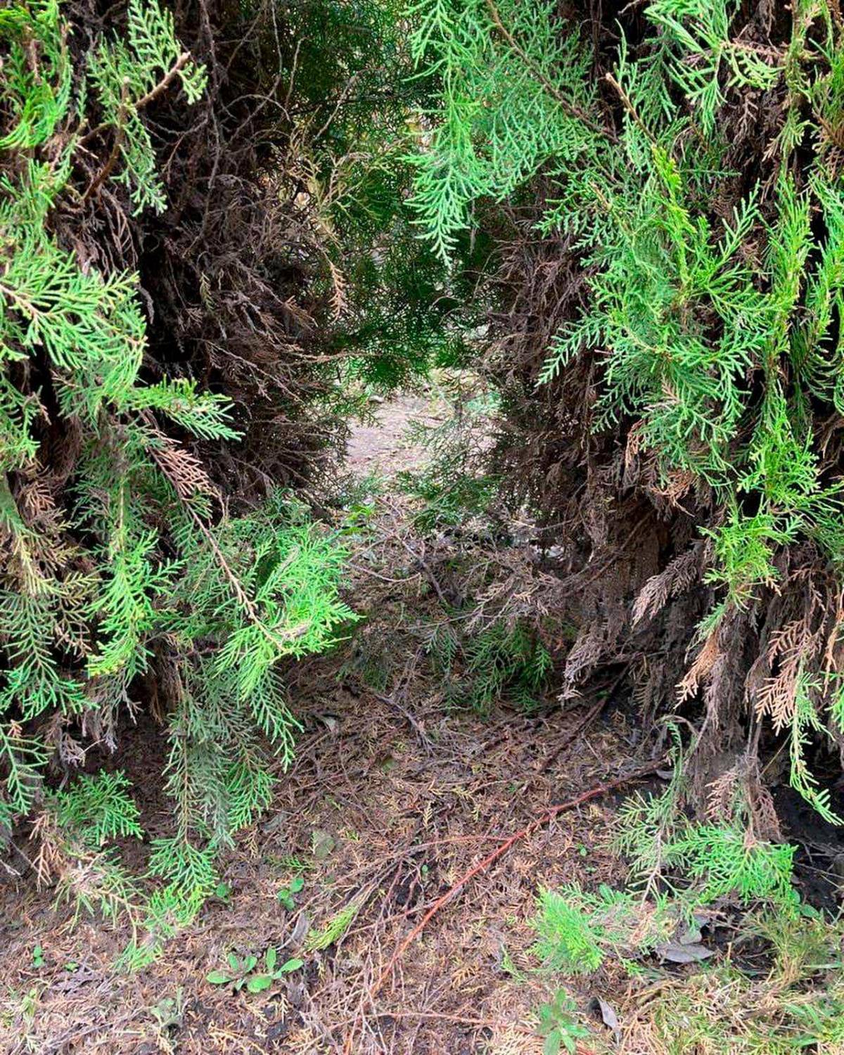 Laberinto de cipreses es cerrado temporalmente por daños
