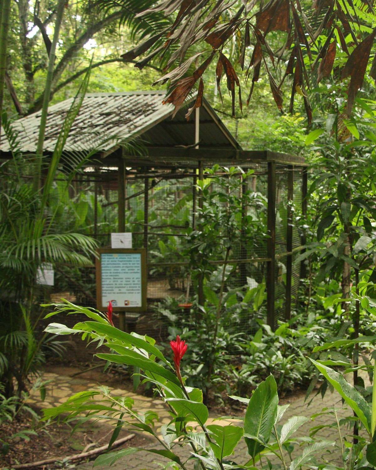 Macaw Mountain se recupera  tras devastación por lluvias