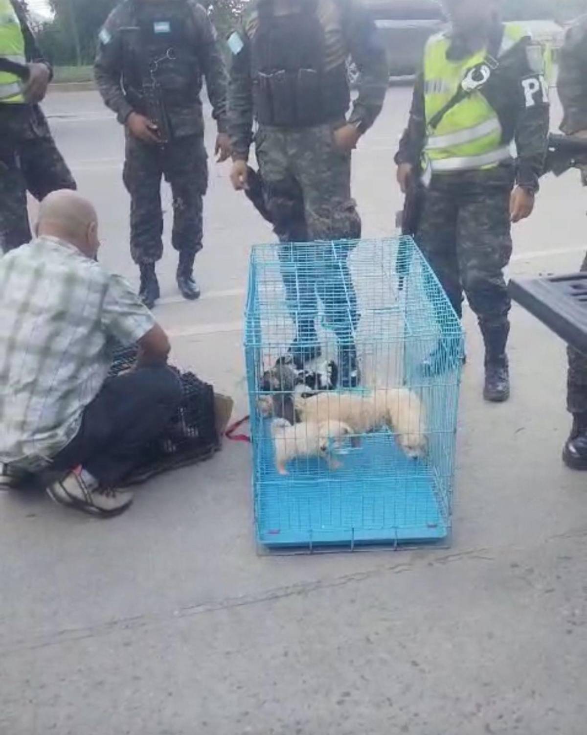 En bus de lujo llevaban 21 perros y gatos de contrabando en SPS