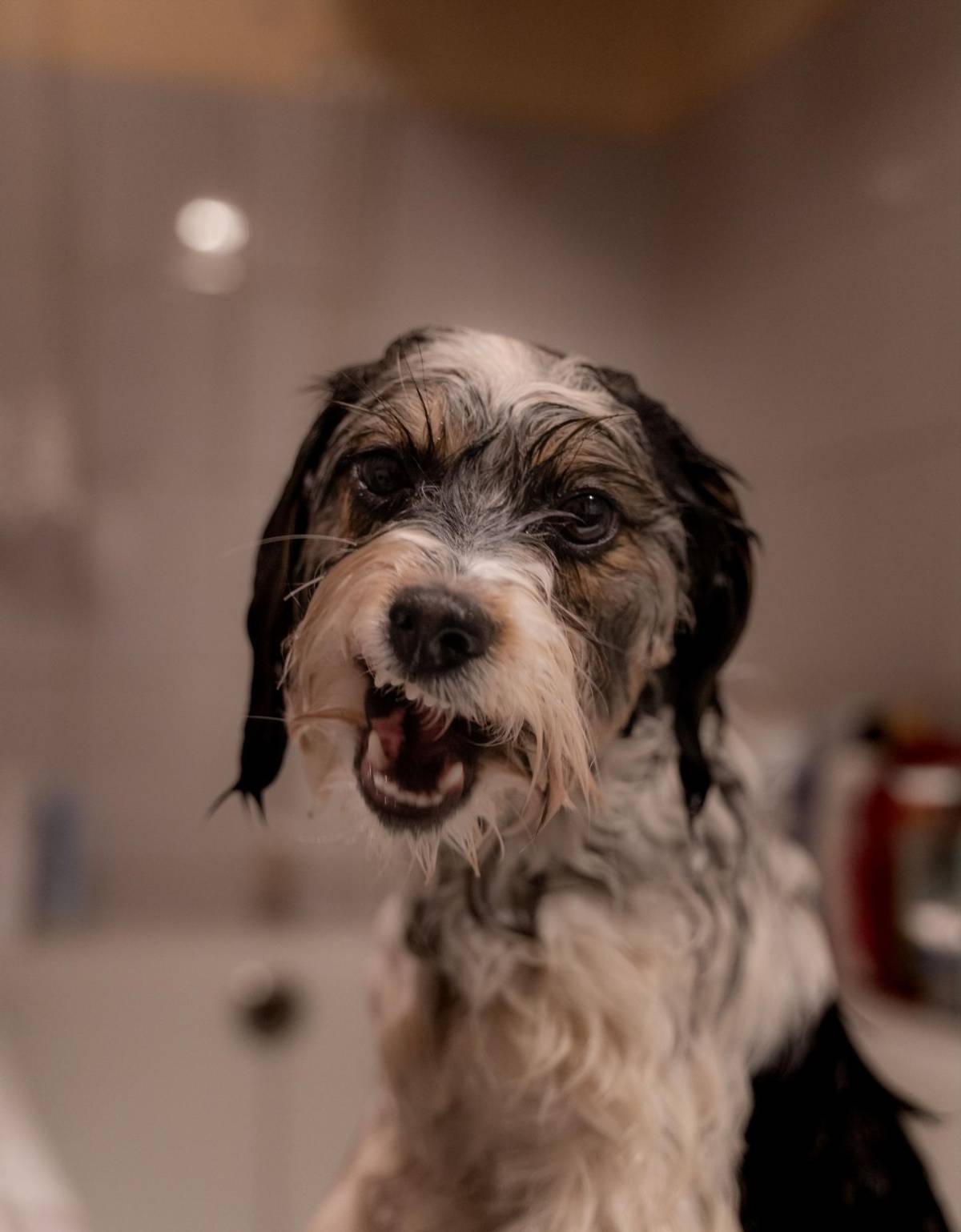Zoomies: ¿Por qué los perros corren como locos de repente?