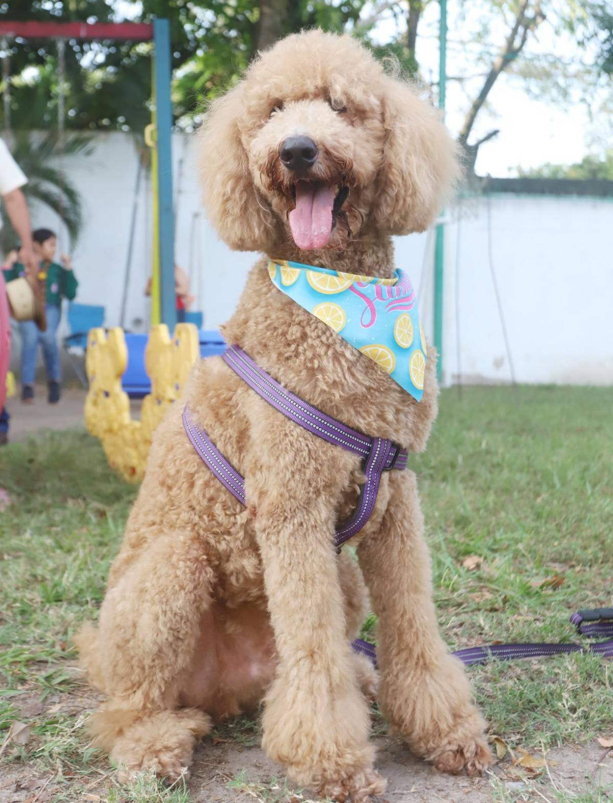 Feria del animalito en la New Horizon, por su 30 aniversario