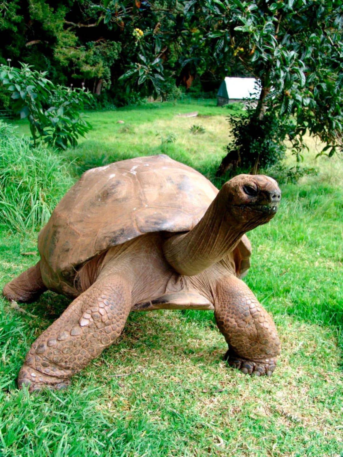 Jonathan, la tortuga que desafía al tiempo con 194 años de edad