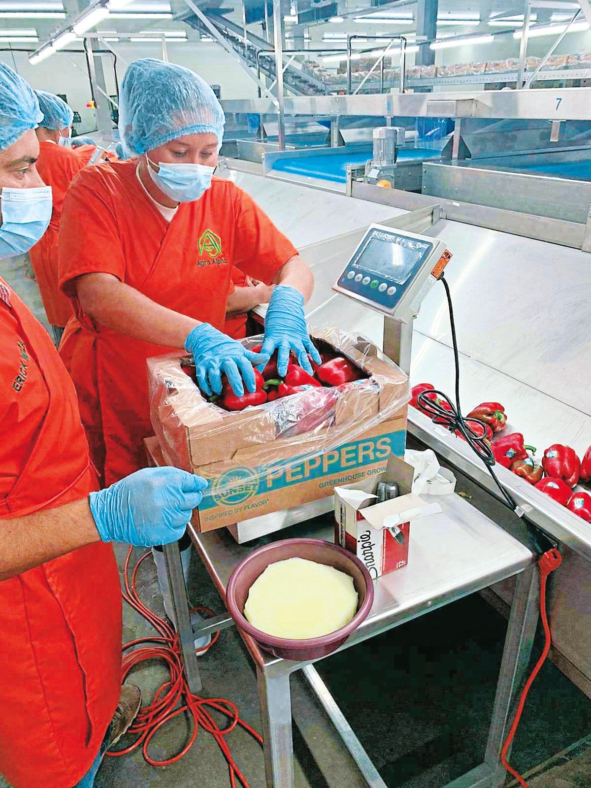 Zede agrícola de la zona sur ya exporta chile morrón a EEUU