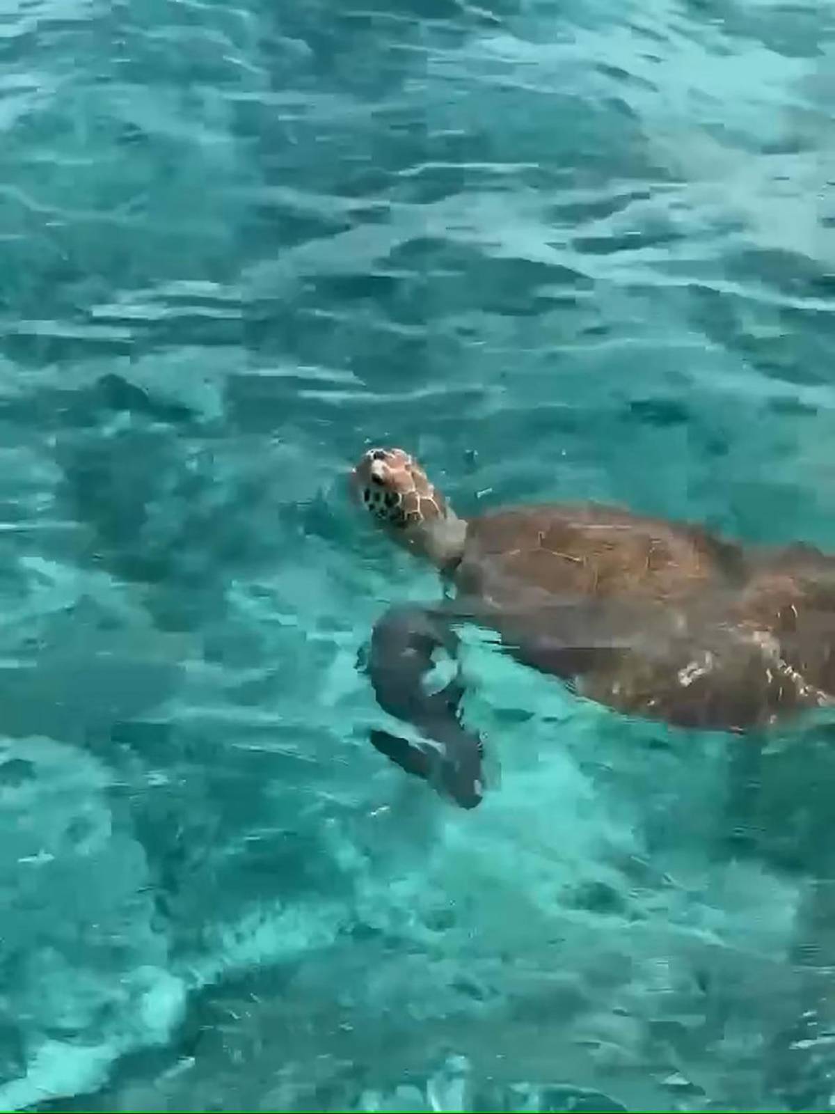 Antonela Roccuzzo enciende las redes en bikini y vuelve locos a sus seguidores: ¿Y Messi?