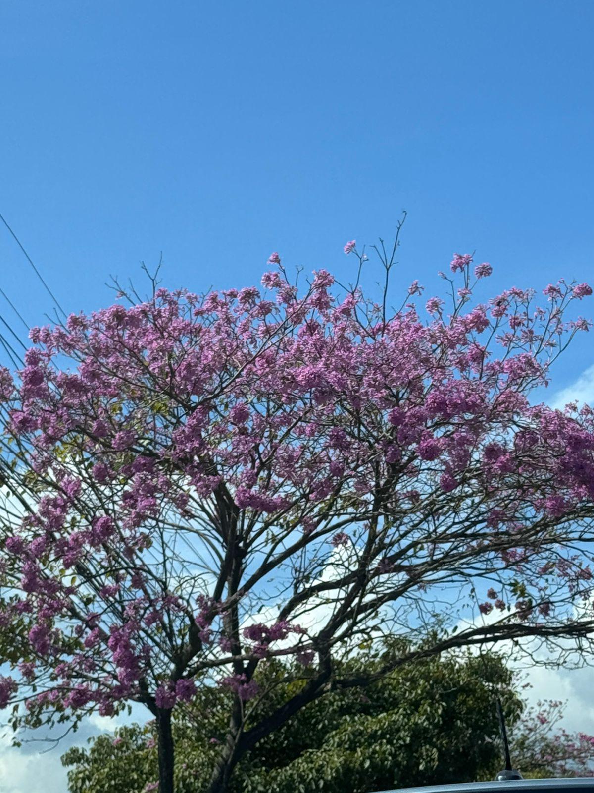 Macuelizos adornan San Pedro Sula en vísperas del Día del Amor y la Amistad