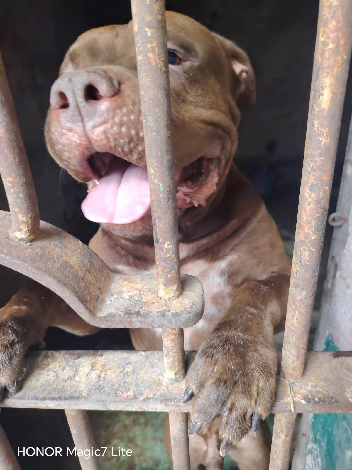 Toman determinante decisión sobre Zeus, pitbull que mató a su dueño