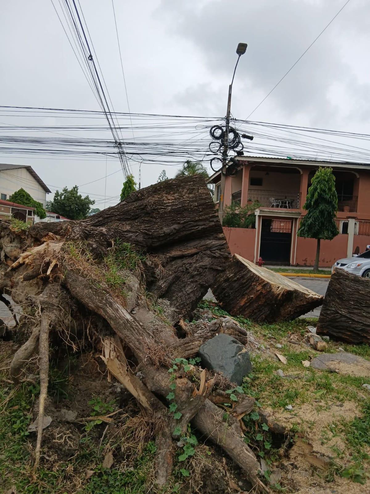 Jardines del Valle también muestra lo que las motosierras de Contreras se llevaron