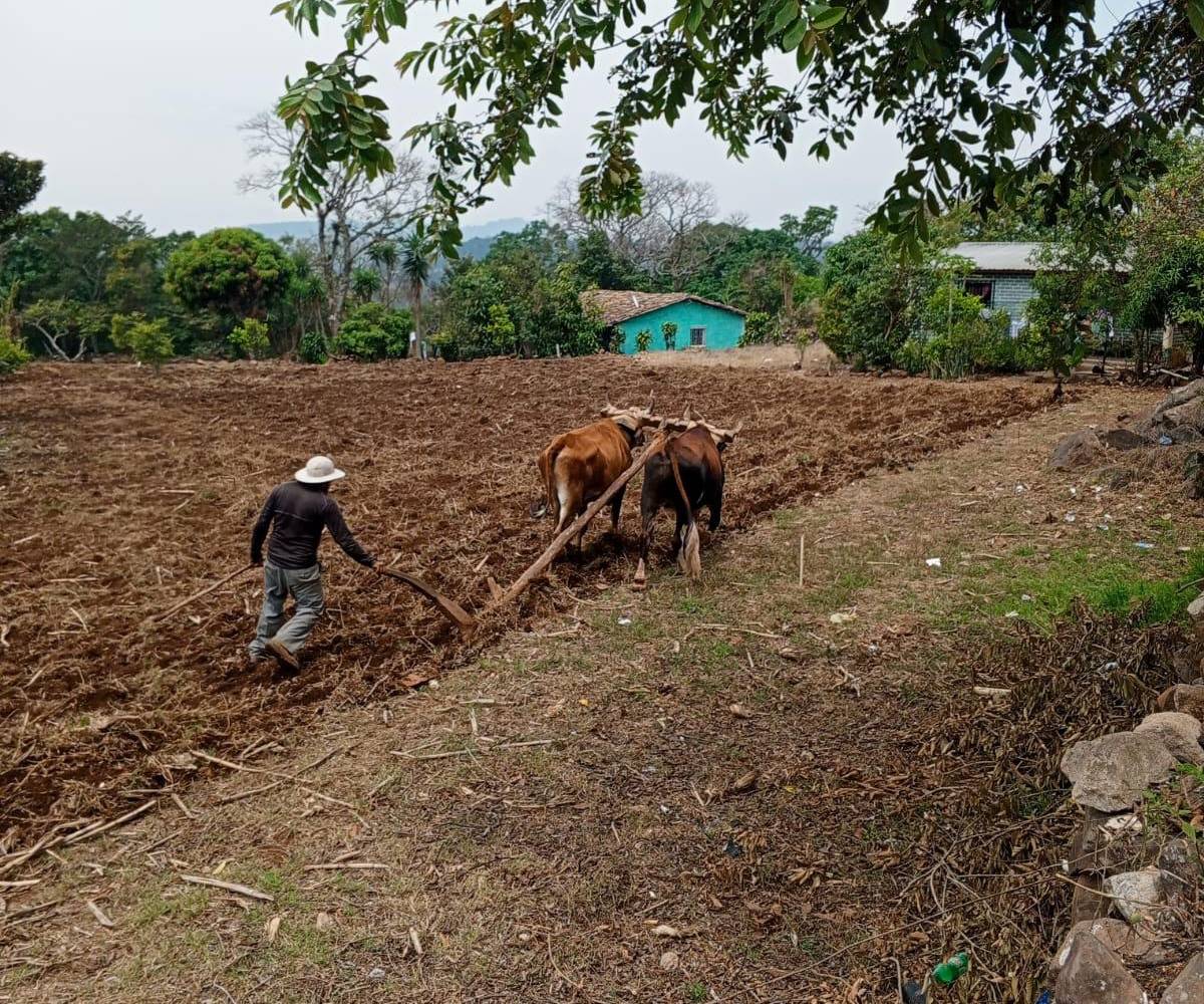 ¿Por qué los expertos recomiendan esperar para la siembra de primera?