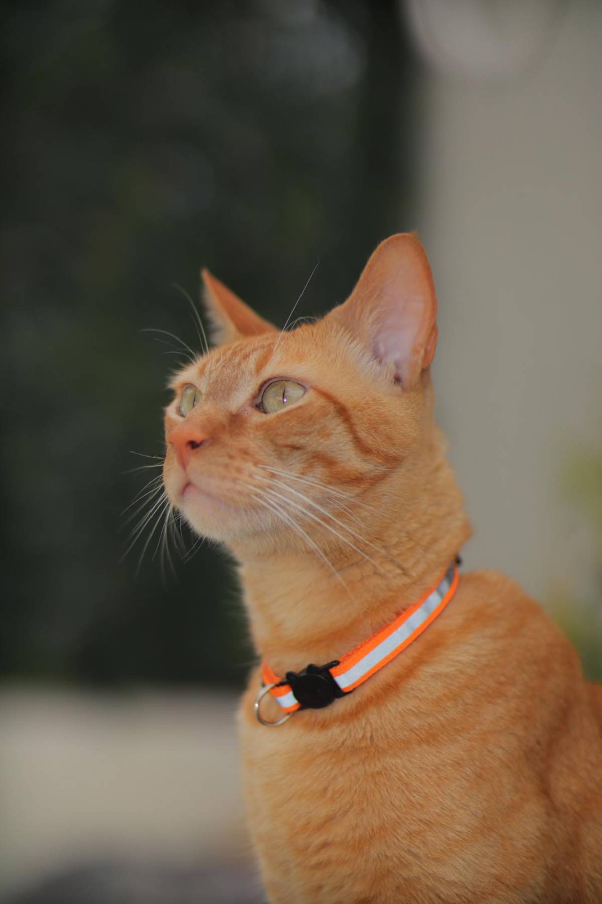 Mascotas adoptadas en pandemia llegan a la mediana edad: señales de envejecimiento