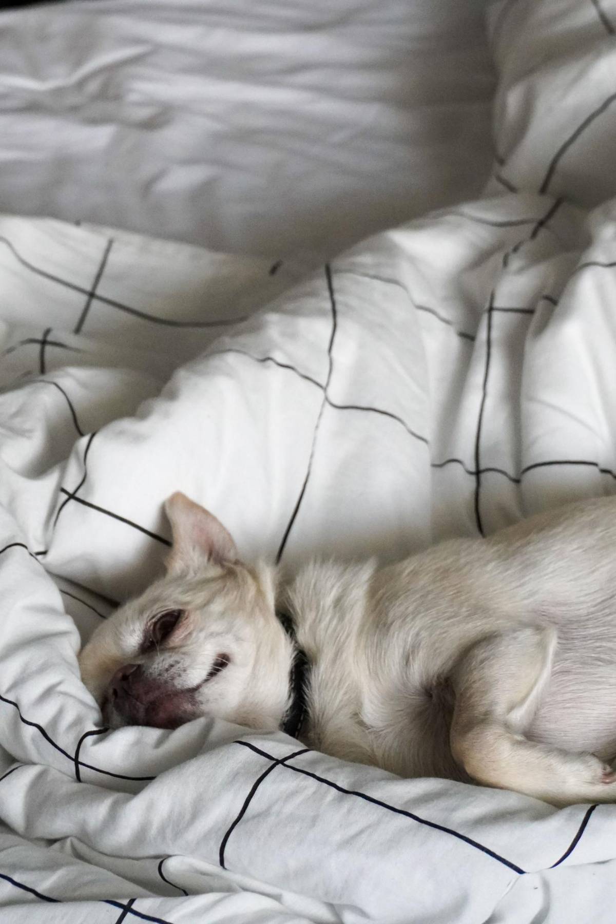 Riesgos y beneficios para los humanos de dormir con las mascotas